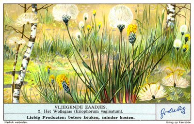 Linaigrette (Eriophorum vaginatum) (chromolitho) - European School