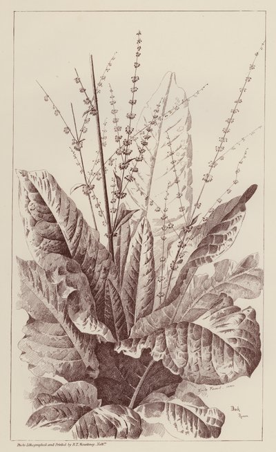Oseille, Rumex (lithographie) - European School