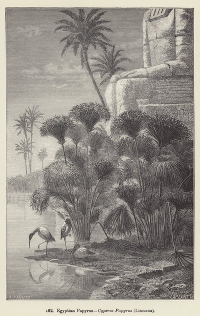 Papyrus égyptien, Cyperus Papyrus, Linné - European School