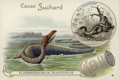 Elasmosaurus et boa constrictor - European School