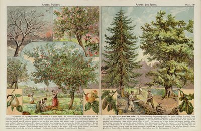 Arbres fruitiers et arbres des forêts - European School