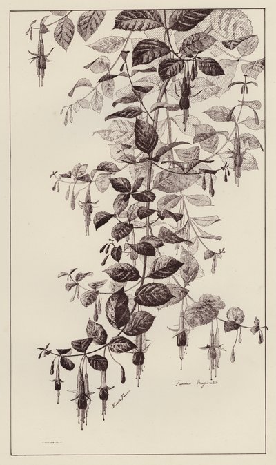 Fuschia Maginata - European School
