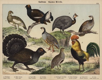 Gallinacés, Oiseaux de gibier - European School