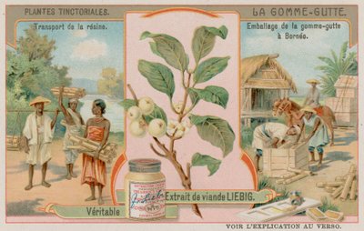 Le gamboge et son transport depuis Bornéo - European School