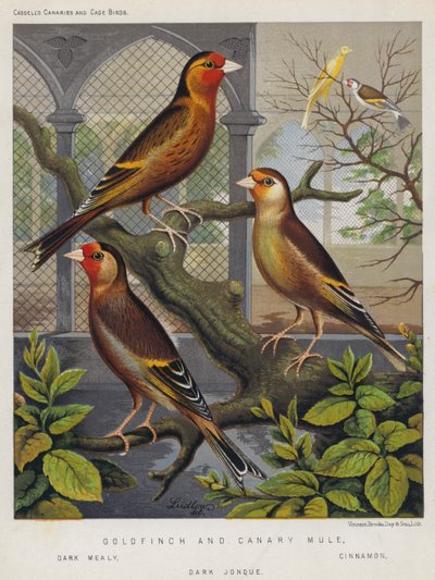 Mulet chardonneret et canari, sombre farineux, cannelle, sombre jonquille - European School