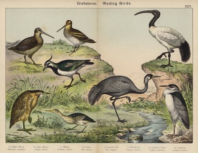 Grallatores, oiseaux échassiers - European School