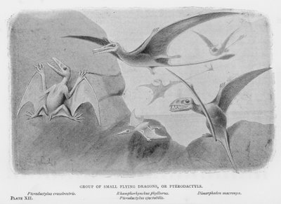 Groupe de petits dragons volants, ou ptérodactyles - European School