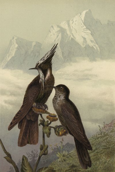 Colibri casqué - European School