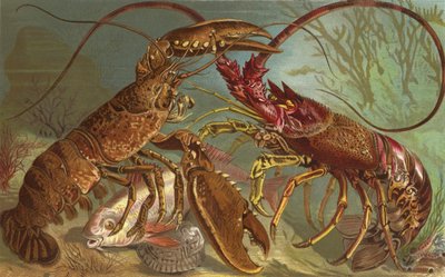 Homard et langouste - European School