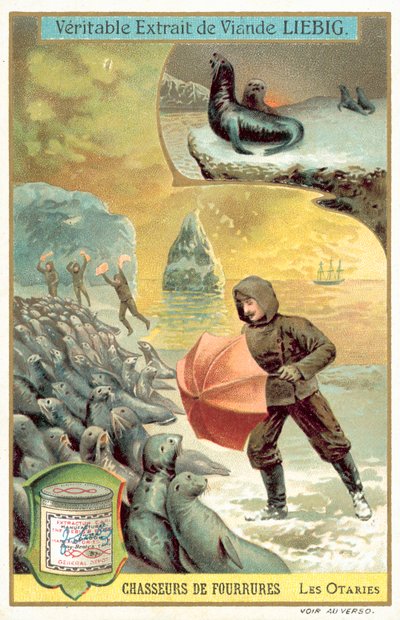 Chasse aux lions de mer - European School