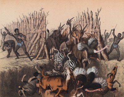Kaffirs conduisant des animaux dans une fosse - European School