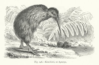 Kiwi-kiwi, ou Apteryx - European School