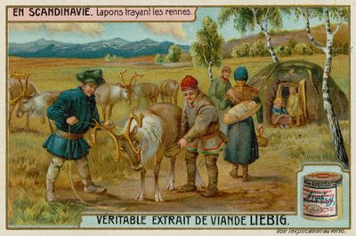 Lapons trayant des rennes - European School