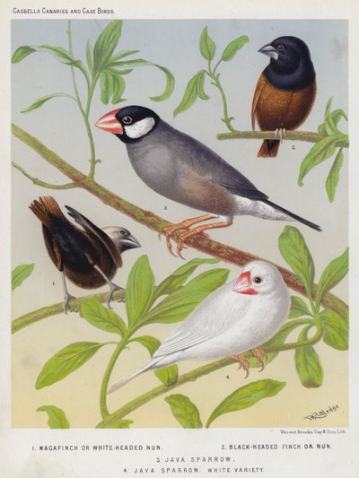 Moineau de Java, Variété blanche - European School
