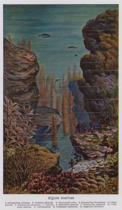 Algues marines (litho couleur) - European School