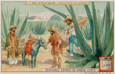 Mexicain extrayant du pulque d