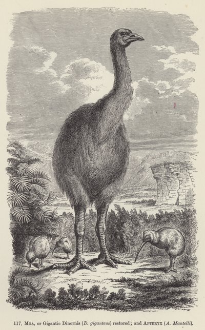 Moa, ou Dinornis géant (D giganteus) restauré; et Apteryx, A Mantelli - European School