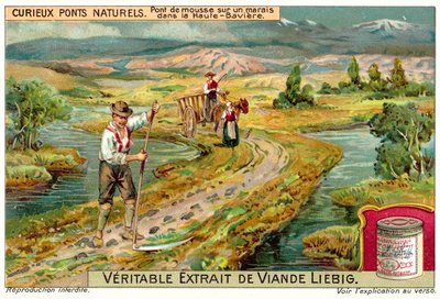 Pont de mousse dans un marais en Haute-Bavière - European School