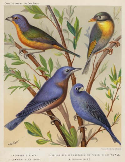 Pinson nonpareil, liothrix à ventre jaune ou rossignol de Pékin, oiseau bleu commun, oiseau indigo - European School