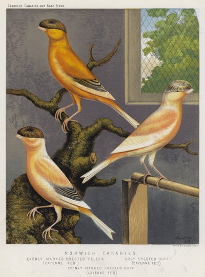 Canaris de Norwich, uniformément marqués, crête jaune, nourris au Cayenne, crête grise, crête buff, nourris au Cayenne (lithographie en couleur) - European School