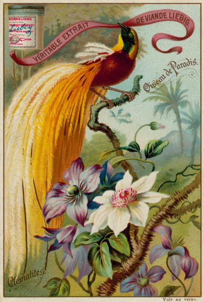 Oiseau de Paradis et Clématites - European School