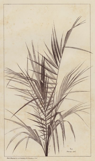 Palmier, Chamaerops Exelsa - European School