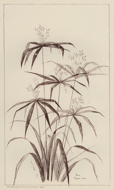 Palm Cyperus Luscus - European School