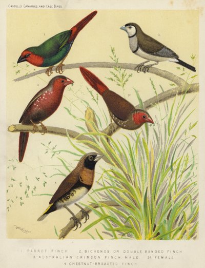 Diamant de Gould, Diamant à bavette, Diamant rouge, Mâle, Femelle, Diamant à poitrine marron - European School