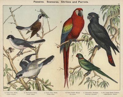 Passeres, Scansores, Pies-grièches et Perroquets - European School