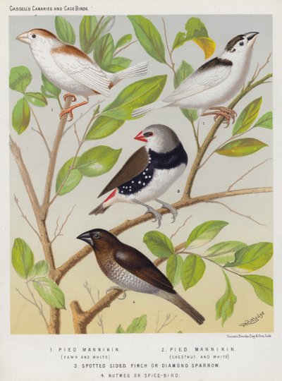 Mannikin pie, fauve et blanc, châtain et blanc, pinson à côtés tachetés ou moineau diamant, oiseau muscade ou oiseau épice - European School