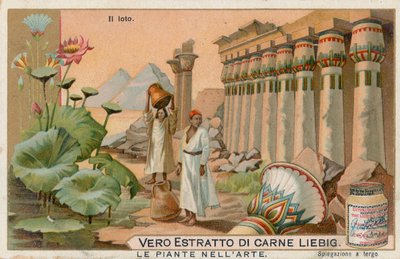 Les plantes dans l