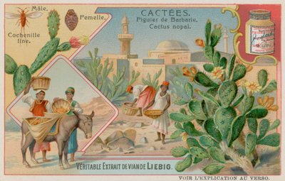 Figuier de Barbarie (Cactus Nopal) et cochenille - European School