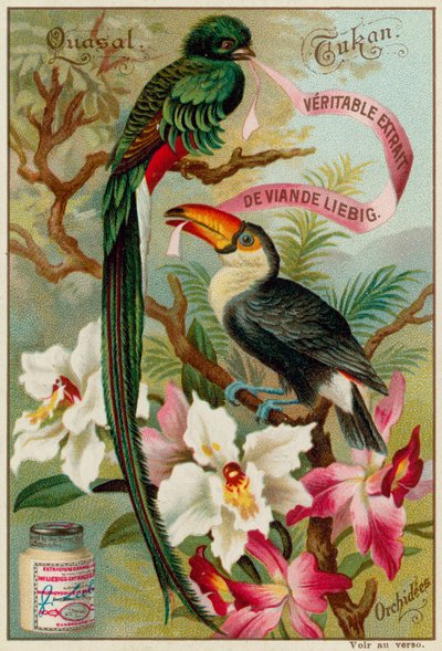 Quasal, Toucan et Orchidées - European School