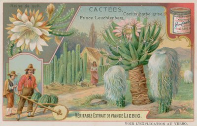 Reine de la nuit, prince Leuchtenberg et cactus à barbe grise - European School