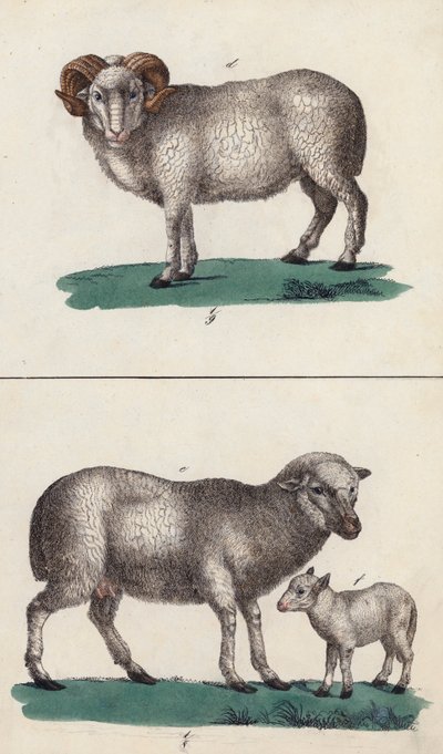 Bélier, mouton et agneau (lithographie couleur) - European School