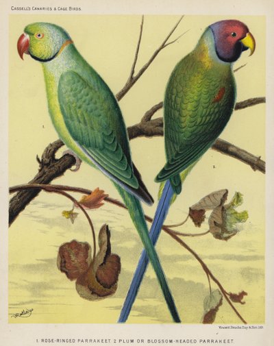 Perruche à collier, Perruche à tête prune - European School