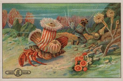Scène au fond de la mer (chromolitho) - European School
