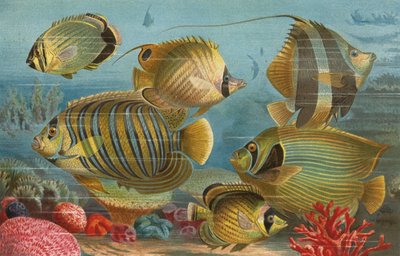 Poisson à écailles - European School