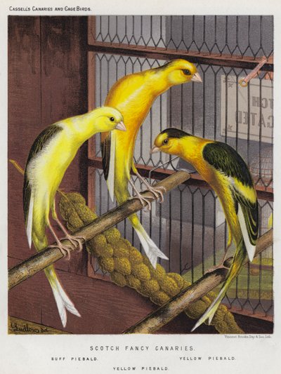 Canaris écossais fantaisie, pie sombre, pie jaune - European School