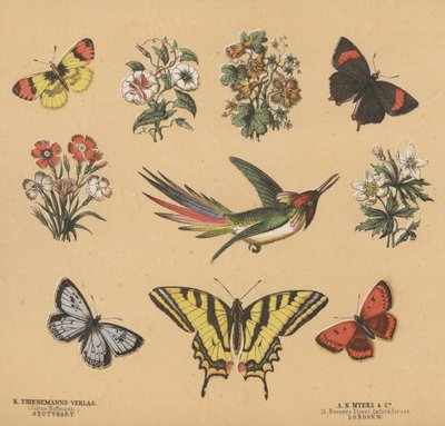 Fragments pour les jeunes - European School