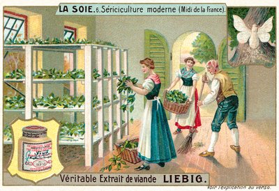 Production de soie dans le sud de la France (chromolithographie) - European School