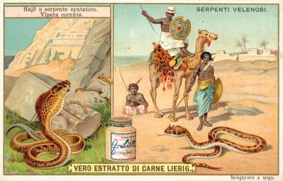 Cobra cracheur et vipère cornue - European School