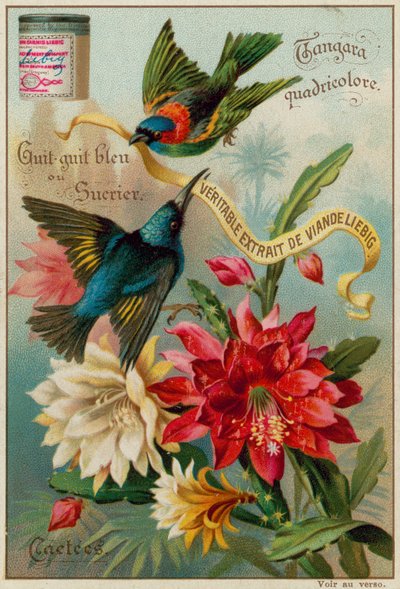 Tangara Quadricolore, Guit-Guit Bleu et Sucrier - European School