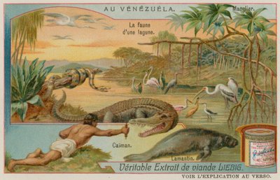 Les Créatures de la Lagune avec un Alligator, un Lamantin et un Arbre de Mangrove - European School