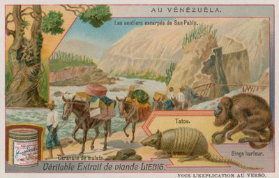 Les Sentiers Escarpés de San Pablo avec un Tatou, un Singe Hurleur et une Caravane de Mules - European School