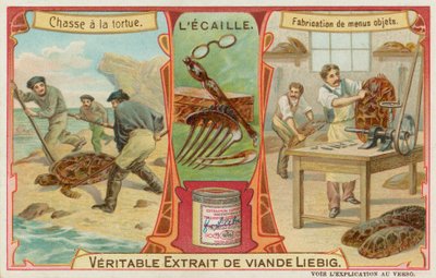 Écaille de tortue - European School