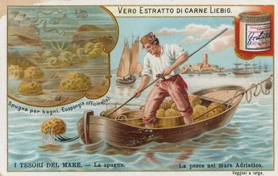 Trésors de la mer, carte Liebig, début du 20e siècle (chromo) - European School