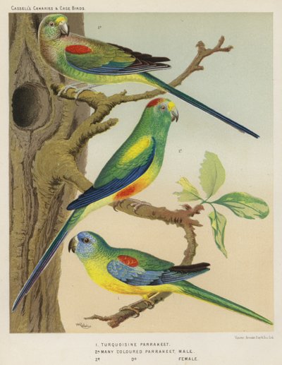 Perruche turquoisine, Perruche multicolore, mâle, femelle (lithographie en couleur) - European School
