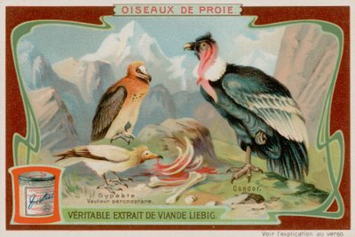 Vautour et condor - European School