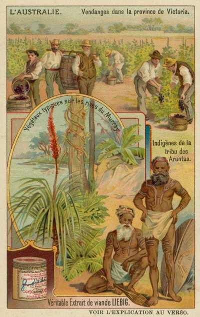 Vignerons à Victoria, aborigènes Aranda et plantes typiques le long des rives du Murray - European School
